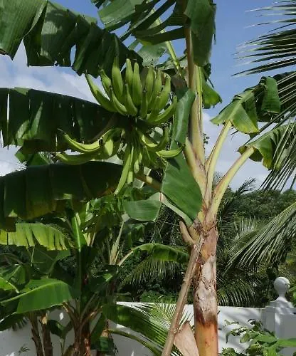 Pensionat Ogumka, Self Catering , Beoliere, Mahe Victoria